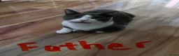 Mixed Breed cats for sale: Mixed British Short Hair - Advert 9