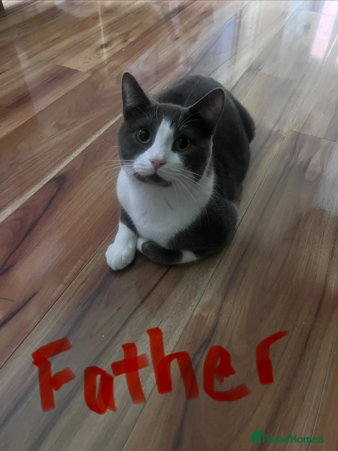 Mixed Breed cats for sale: Mixed British Short Hair - Advert 9