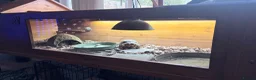 Tortoise reptiles for sale: Sulcata tortoise x2 with full set up - Advert 15