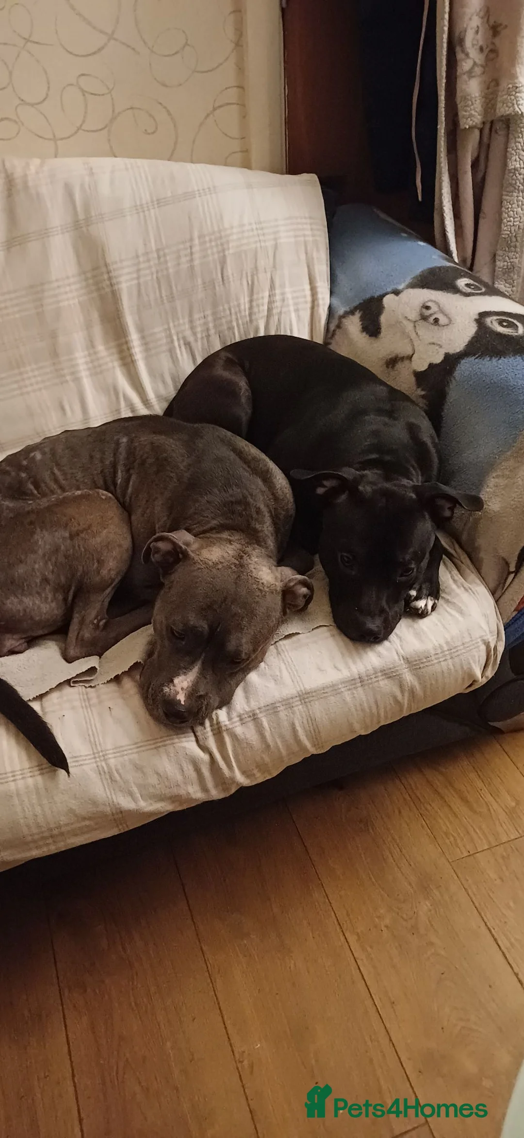 Mixed Breed dogs for sale: 11 month old dog  - Advert 1