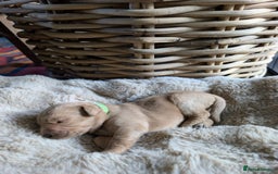 Mixed Breed dogs for sale: Goldador - Advert 2