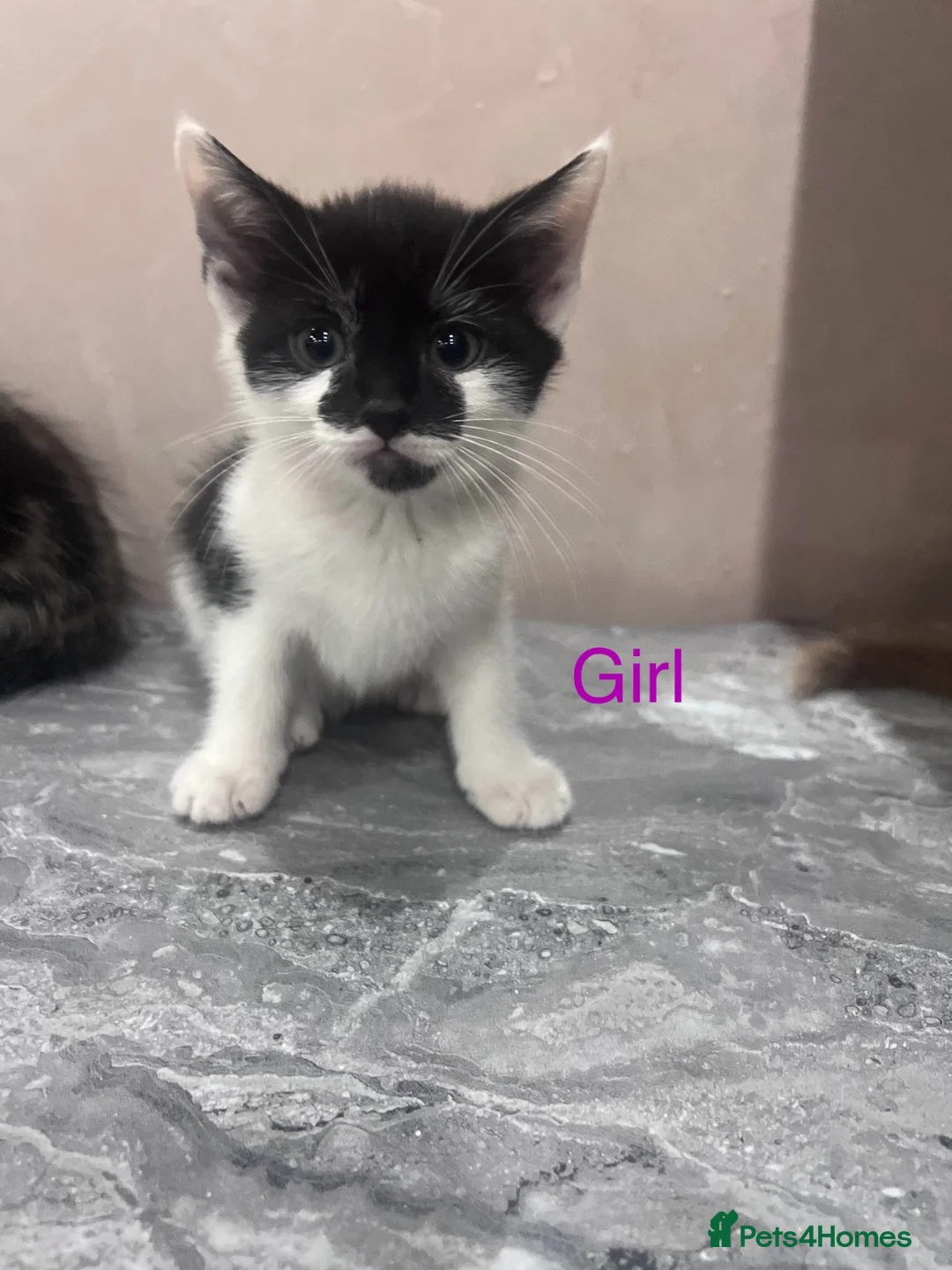 Mixed Breed cats for sale: Kittens 🐾💕 - Advert 2