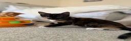 Mixed Breed cats for sale: Sister Kittens (together if possible)  - Advert 8