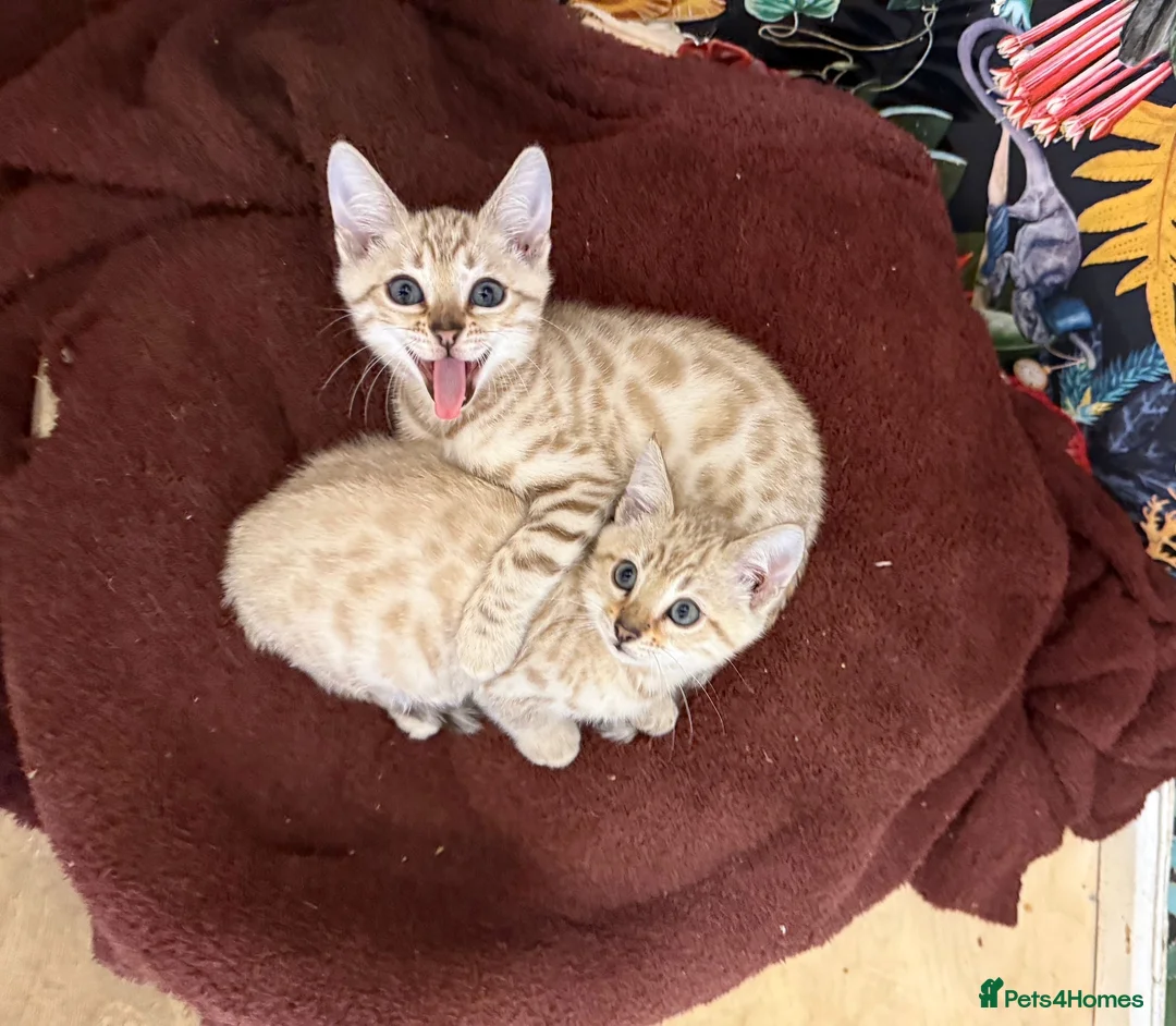 Bengal cats for sale: TICA Registered Bengals - Advert 14