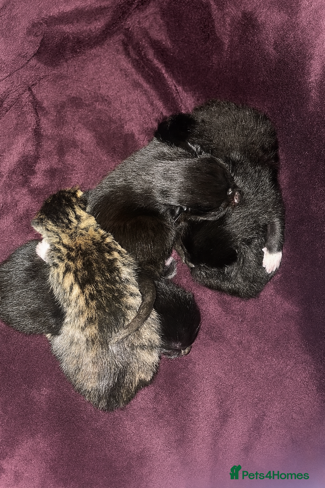 Domestic Shorthair cats for sale: Kittens just born! - Advert 2