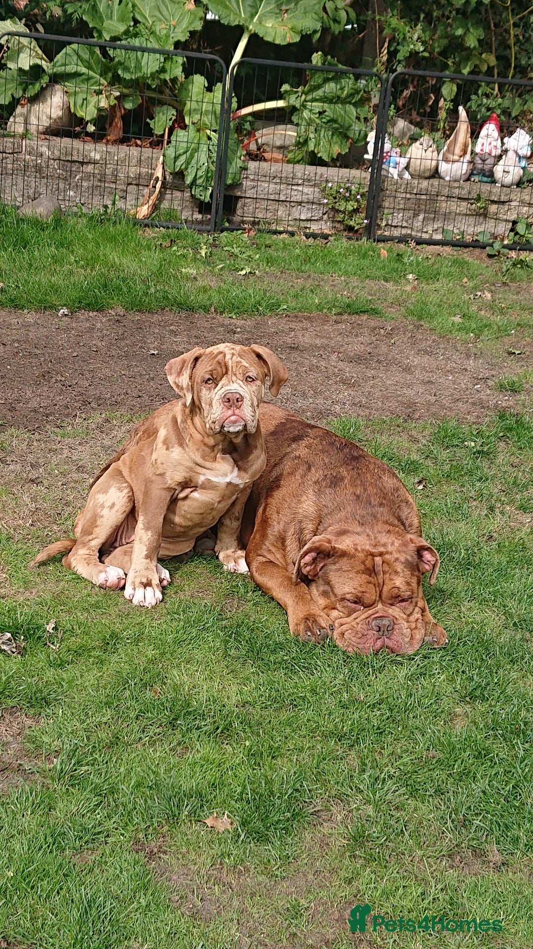 Old Tyme Bulldog dogs for sale: Bulldog pups 💜 1 GIRL LEFT REDUCED 💜   - Image 1