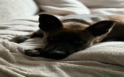 Mixed Breed dogs for sale: Cane Corso Cross  - Image 5