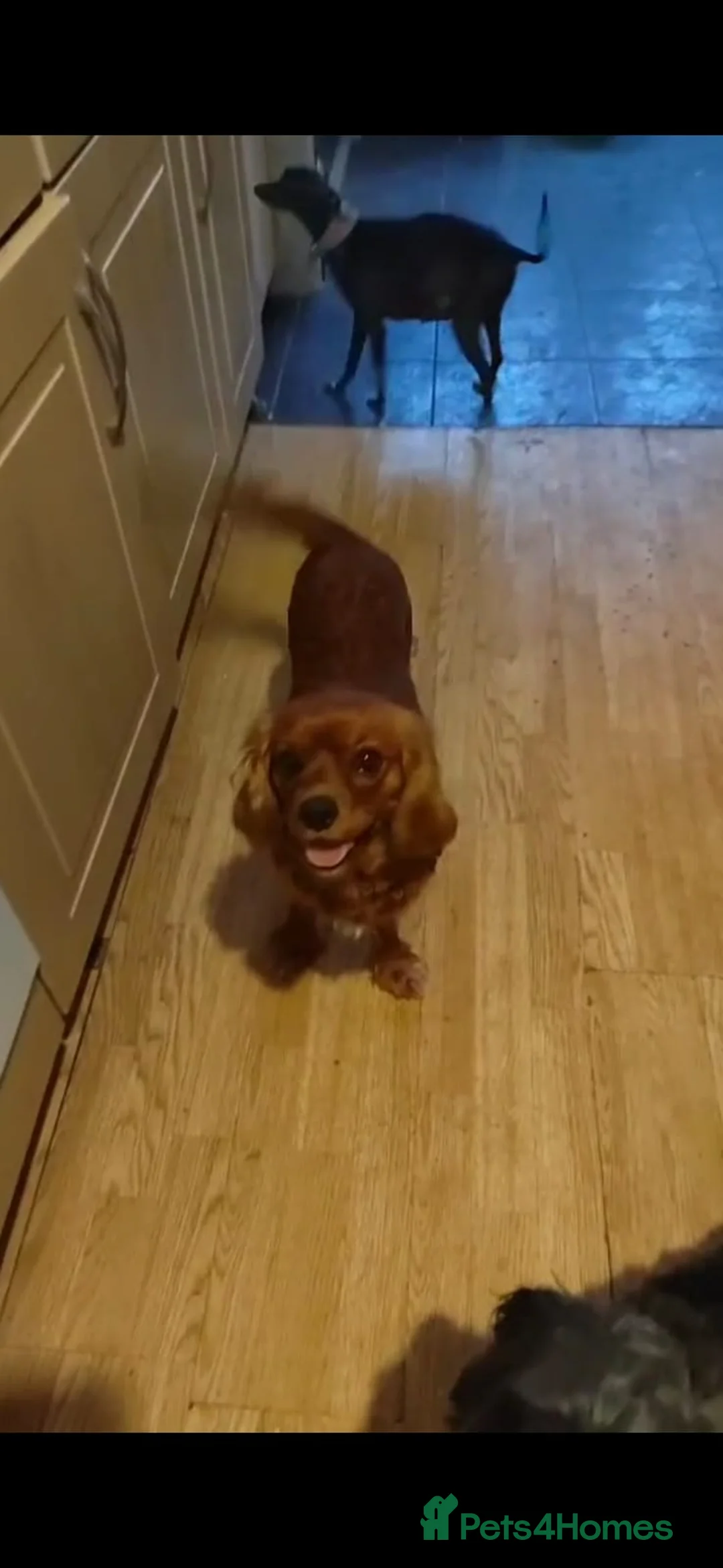 Cavalier King Charles Spaniel dogs for sale: Fully vaccinated and ready now 13 Feb  - Advert 10