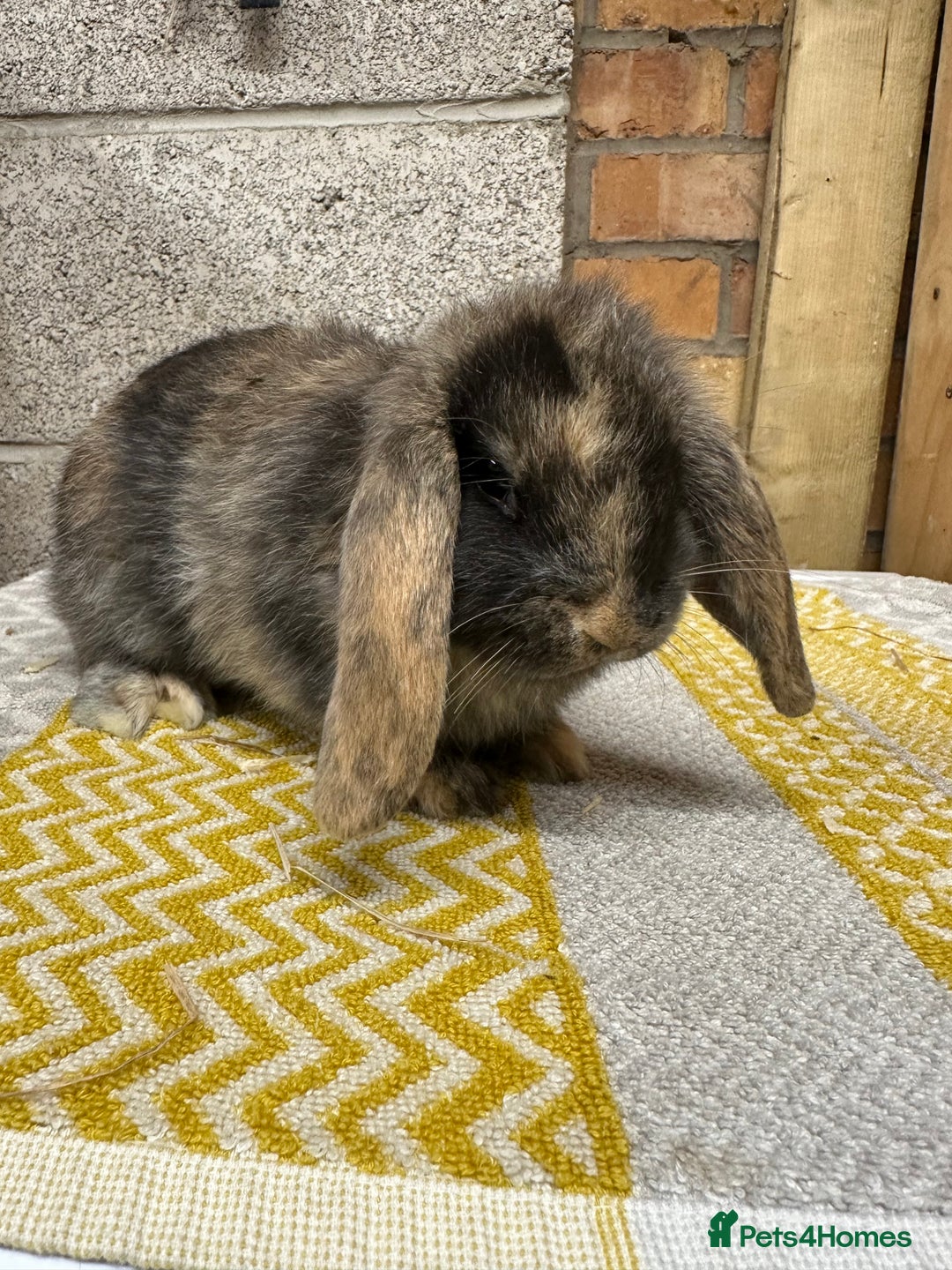 Mini Lop rabbits for sale: Mini Lop Rabbits For Sale  - Advert 21