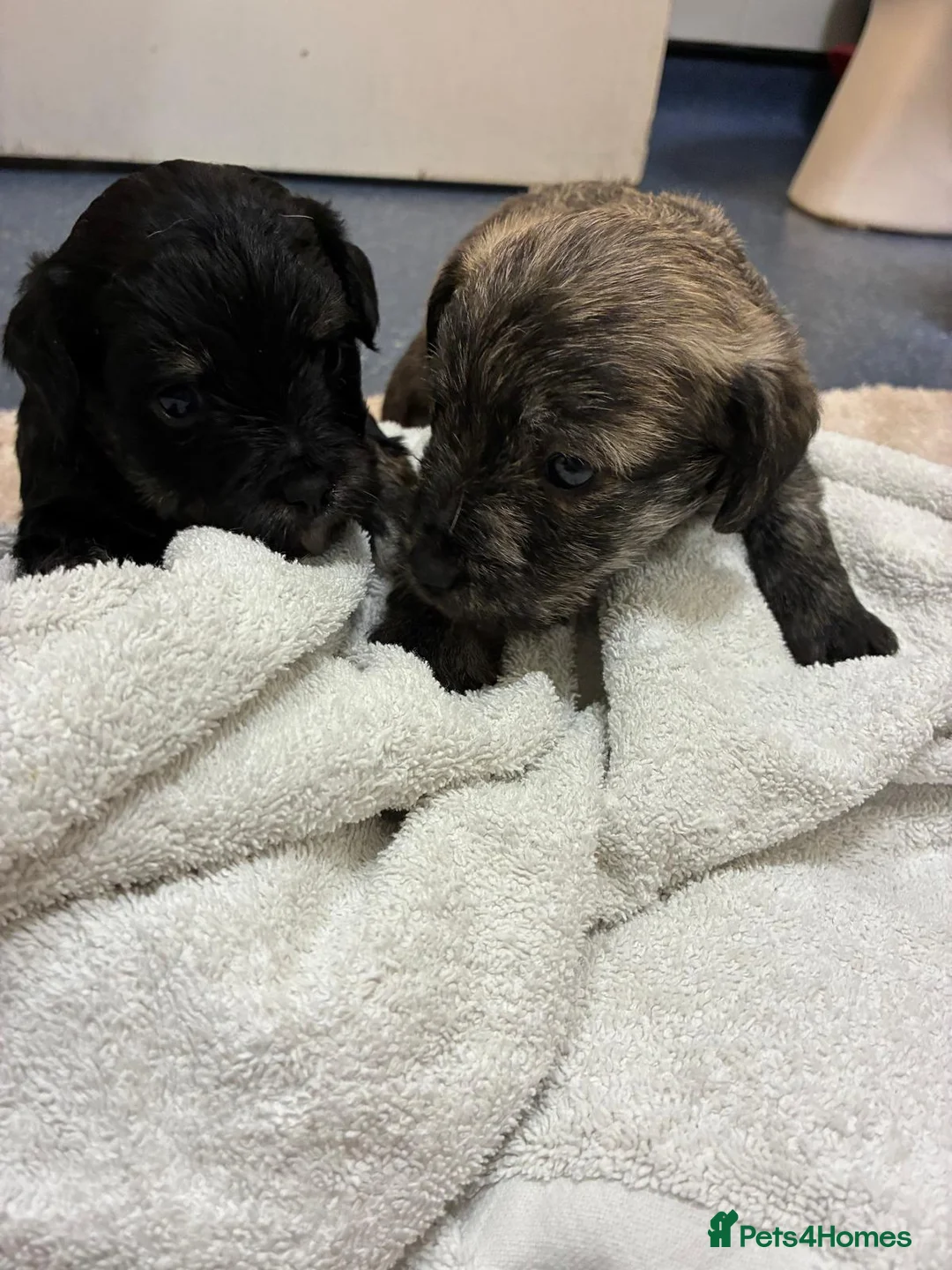 Jackapoo dogs for sale: Jackapoo for sale - Advert 1