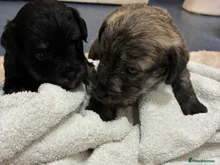 Jackapoo dogs Jackapoo for sale - Advert 11