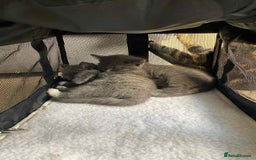 Mixed Breed cats for sale: Beautiful kittens ready for 5/11/28 - Image 6