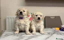 Golden Retriever dogs for sale: Fully health tested clear golden retriever puppies - Image 5