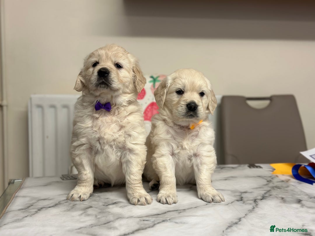 Golden Retriever dogs for sale: Fully health tested clear golden retriever puppies - Image 5
