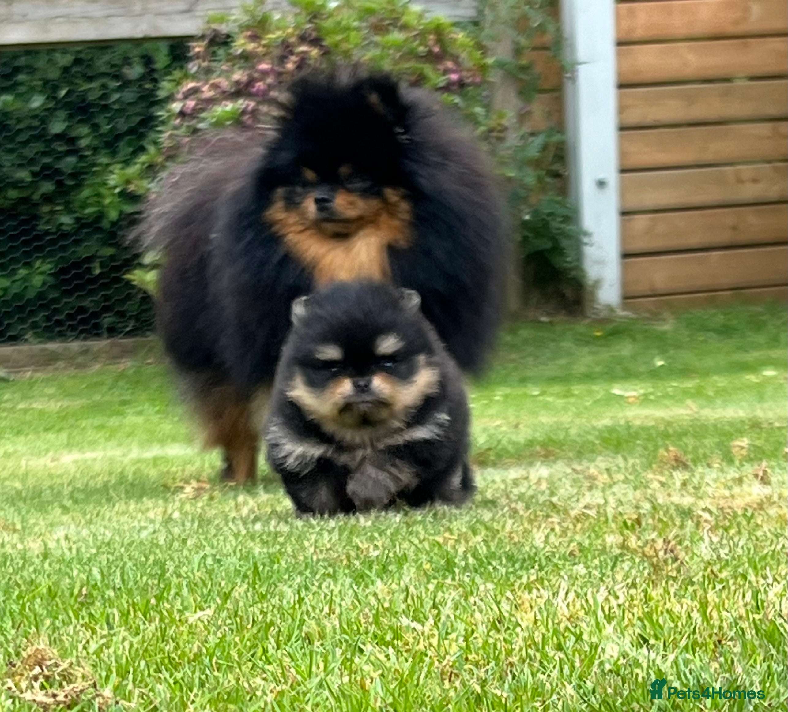 Pomeranian dogs Pomeranian puppies KC registered  - Advert 1
