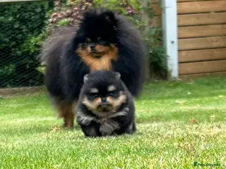 Pomeranian dogs Pomeranian puppies KC registered - Advert 1