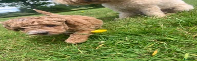 Toy Poodle 1