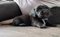 Dachshund dogs for sale: Dachshund x puppies male 2x long haired  - Image 20