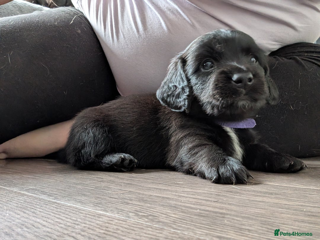 Dachshund dogs for sale: Dachshund x puppies male 2x long haired  - Image 20