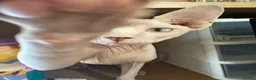 Sphynx cats for sale: 9 month old sphynx male  - Advert 10
