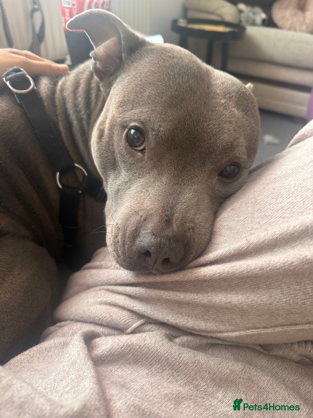 Staffordshire Bull Terrier dogs for sale: Experienced Home For Loki - Image 4