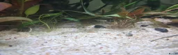 Platies fish for sale: Platy fry for sale in Rochester - Advert 5