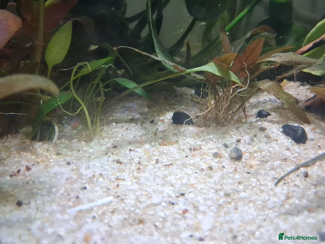 Platies fish for sale: Platy fry for sale in Rochester - Advert 5