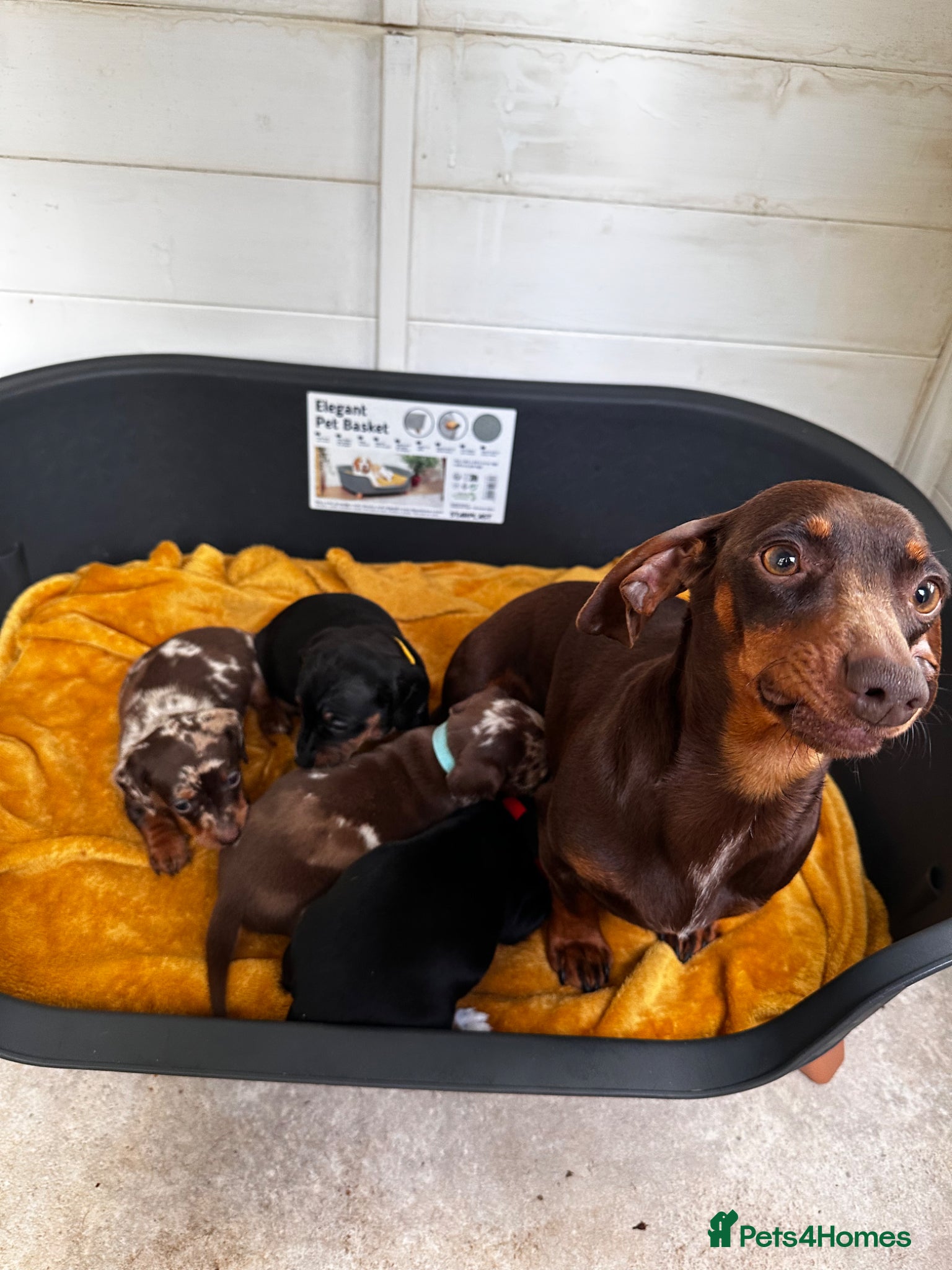 Dachshund dogs Dachshund puppies - Advert 1