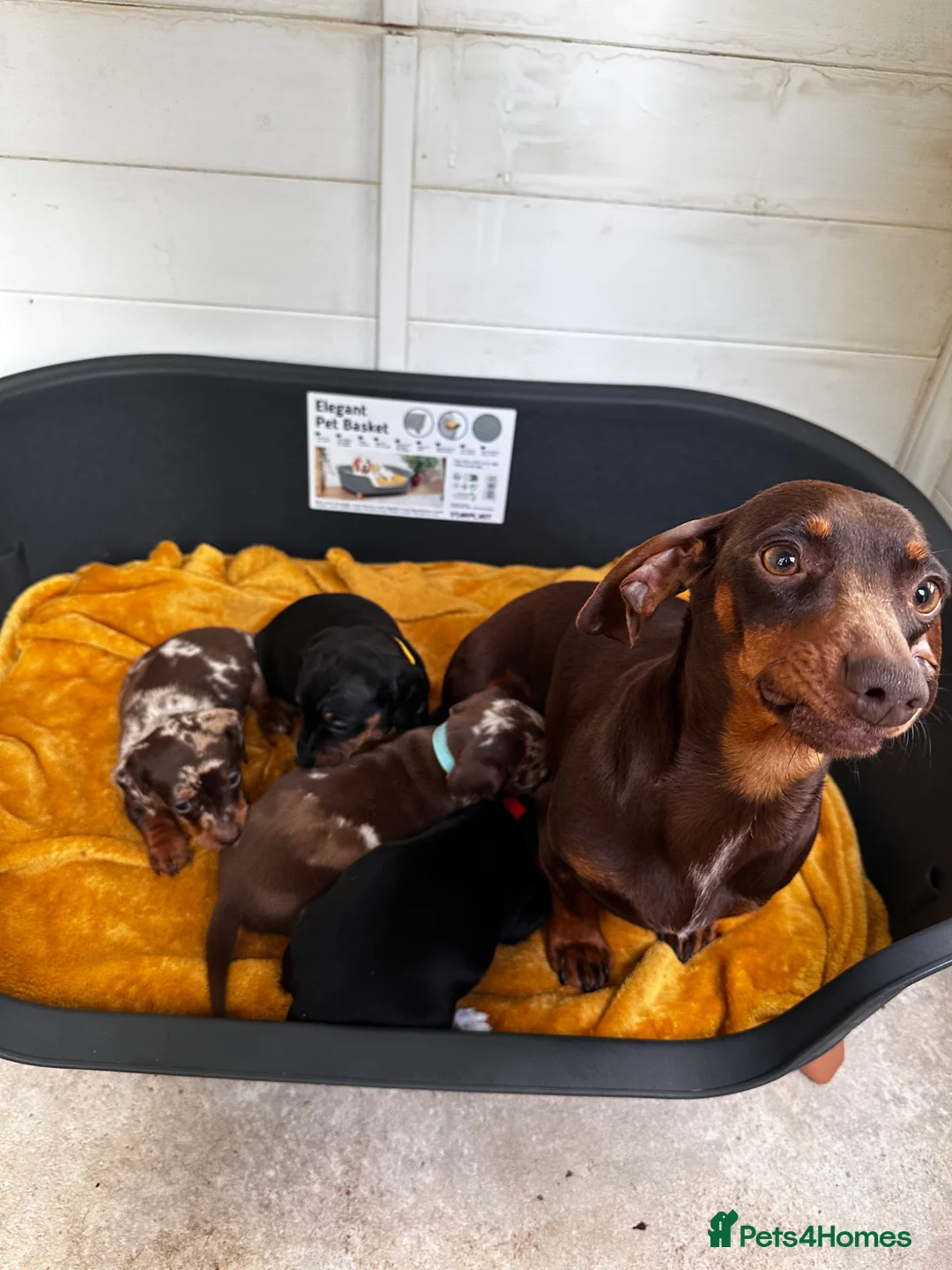 Dachshund dogs for sale: Dachshund puppies - Advert 1