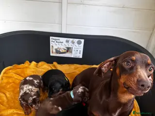 Dachshund dogs Dachshund puppies - Advert 1