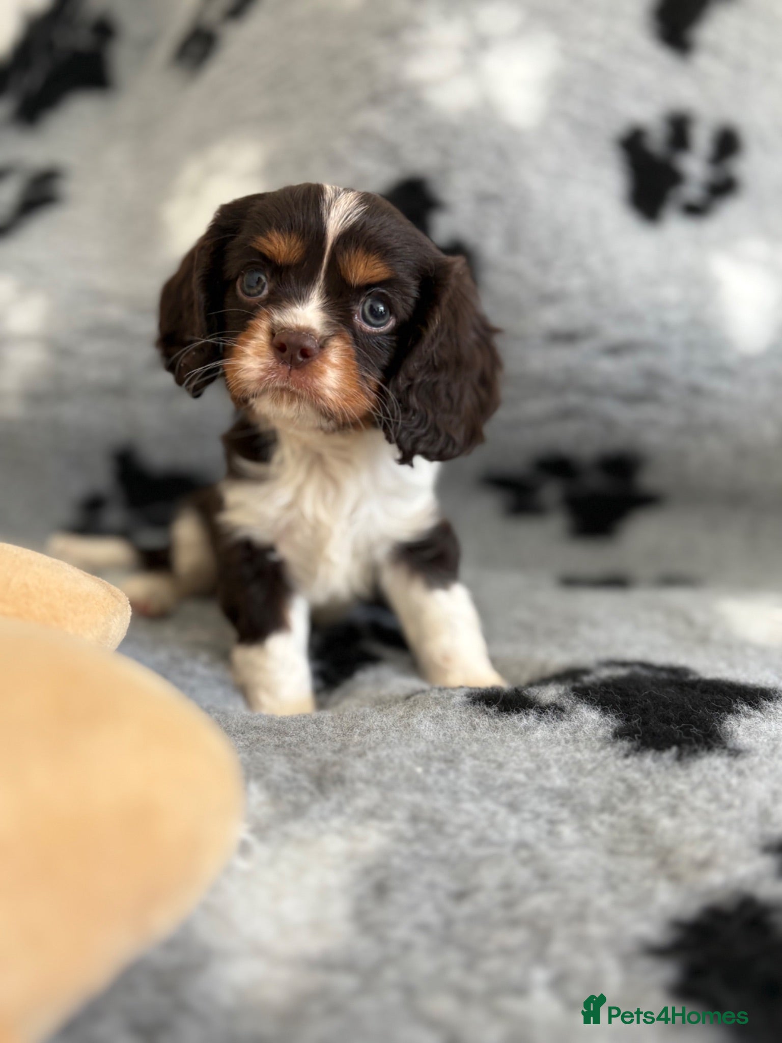 Cavalier King Charles Spaniel dogs 3 gorgeous kc health tested chocolate boys  - Advert 6
