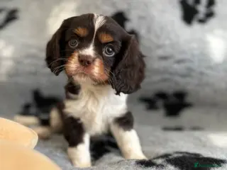 Cavalier King Charles Spaniel dogs 3 gorgeous kc health tested chocolate boys - Advert 3