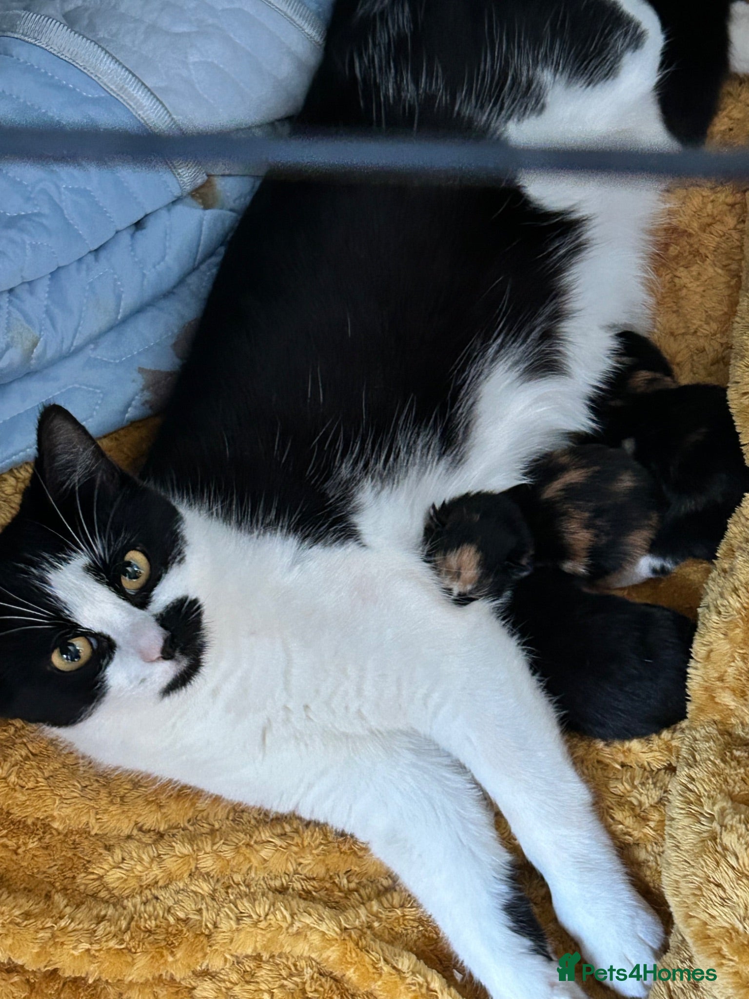 Mixed Breed cats Gorgeous kittens  - Advert 6