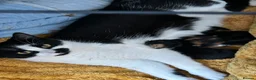 Mixed Breed cats for sale: Gorgeous kittens  - Advert 1