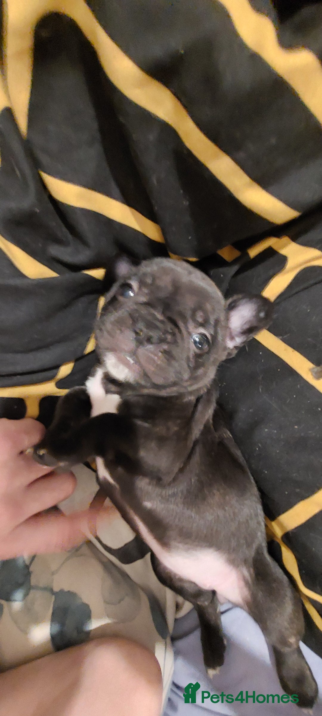 French Bulldog dogs for sale: 2 female french bulldog puppies merle  - Advert 2