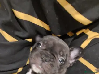 French Bulldog dogs 2 female french bulldog puppies merle - Advert 11