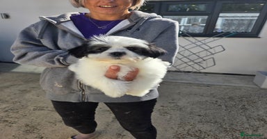 Lhasapoo dogs - Advert 6