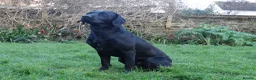 Labrador Retriever dogs for sale: FTCH Sired, K C Reg, Extensively Health Tested in Shaftesbury - Advert 2