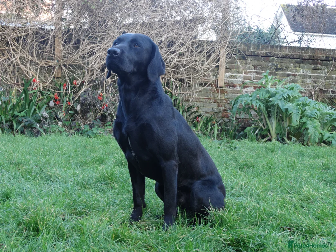 Labrador Retriever dogs for sale: FTCH Sired, K C Reg, Extensively Health Tested in Shaftesbury - Advert 2