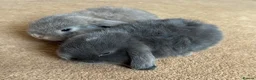 Mini Lop rabbits for sale: Mini lop - Advert 10