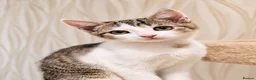 Mixed Breed cats for sale: 2 beautiful, well-socialized kittens  - Advert 12
