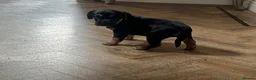 Mixed Breed dogs for sale: Beautiful French bulldog x spaniel  - Advert 7