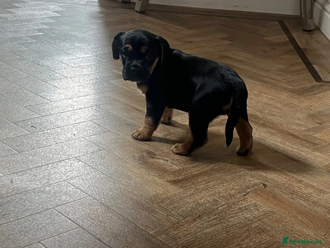 Mixed Breed dogs for sale: Beautiful French bulldog x spaniel  - Advert 7