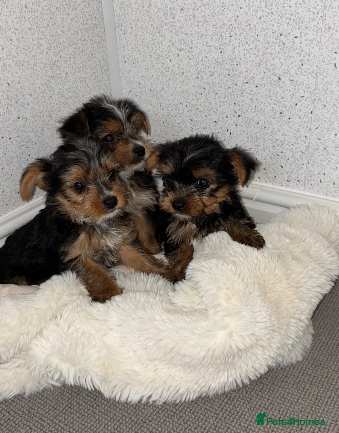 Yorkshire Terrier dogs for sale: Yorkshire terrier puppies for sale  - Advert 8