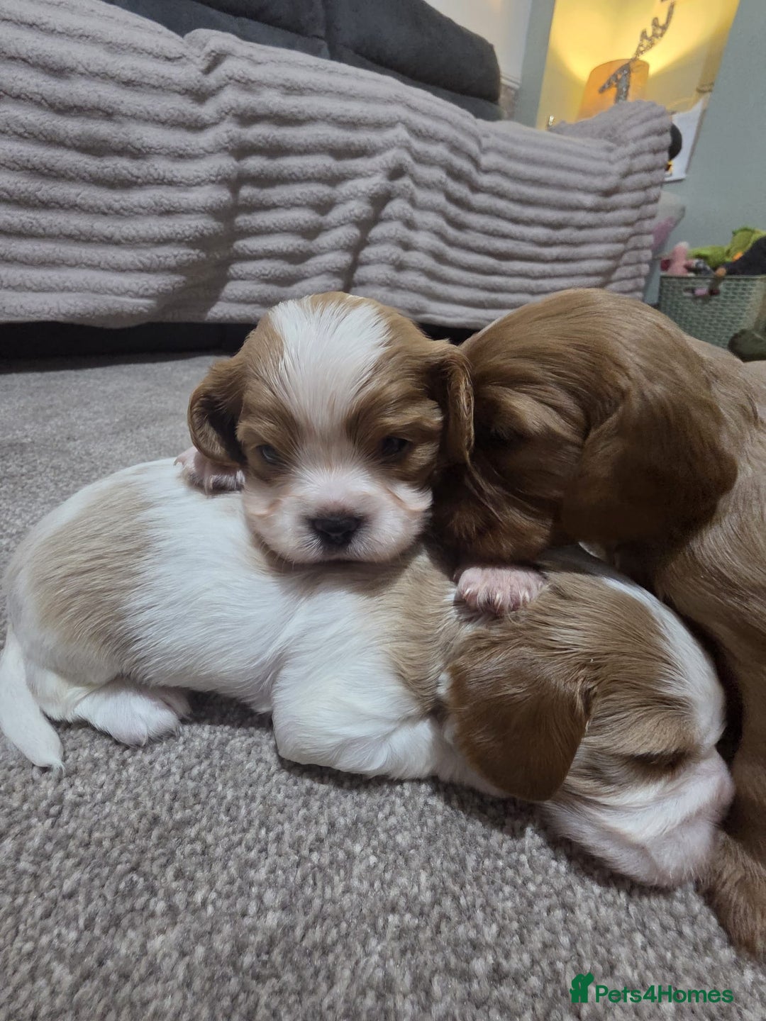Cavalier King Charles Spaniel dogs for sale: Cavalier king charles puppies  - Advert 18