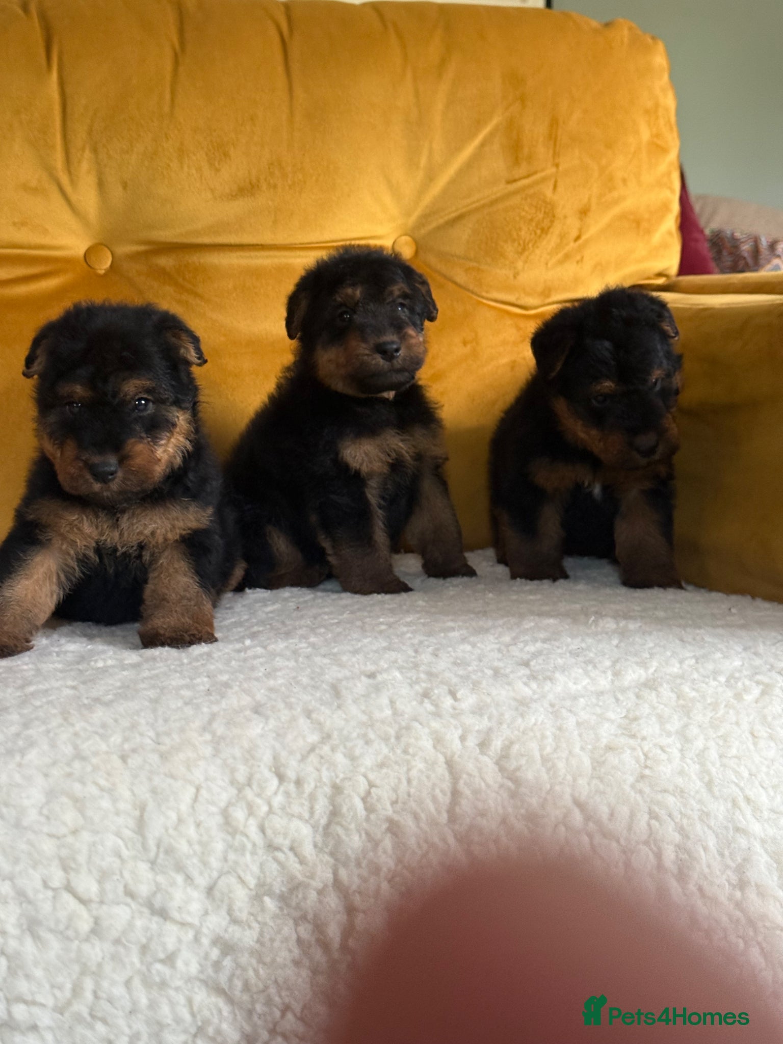 Welsh Terrier dogs Beautiful Welsh terrier puppies  - Advert 2