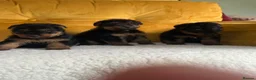 Welsh Terrier dogs for sale: Beautiful Welsh terrier puppies  - Advert 2