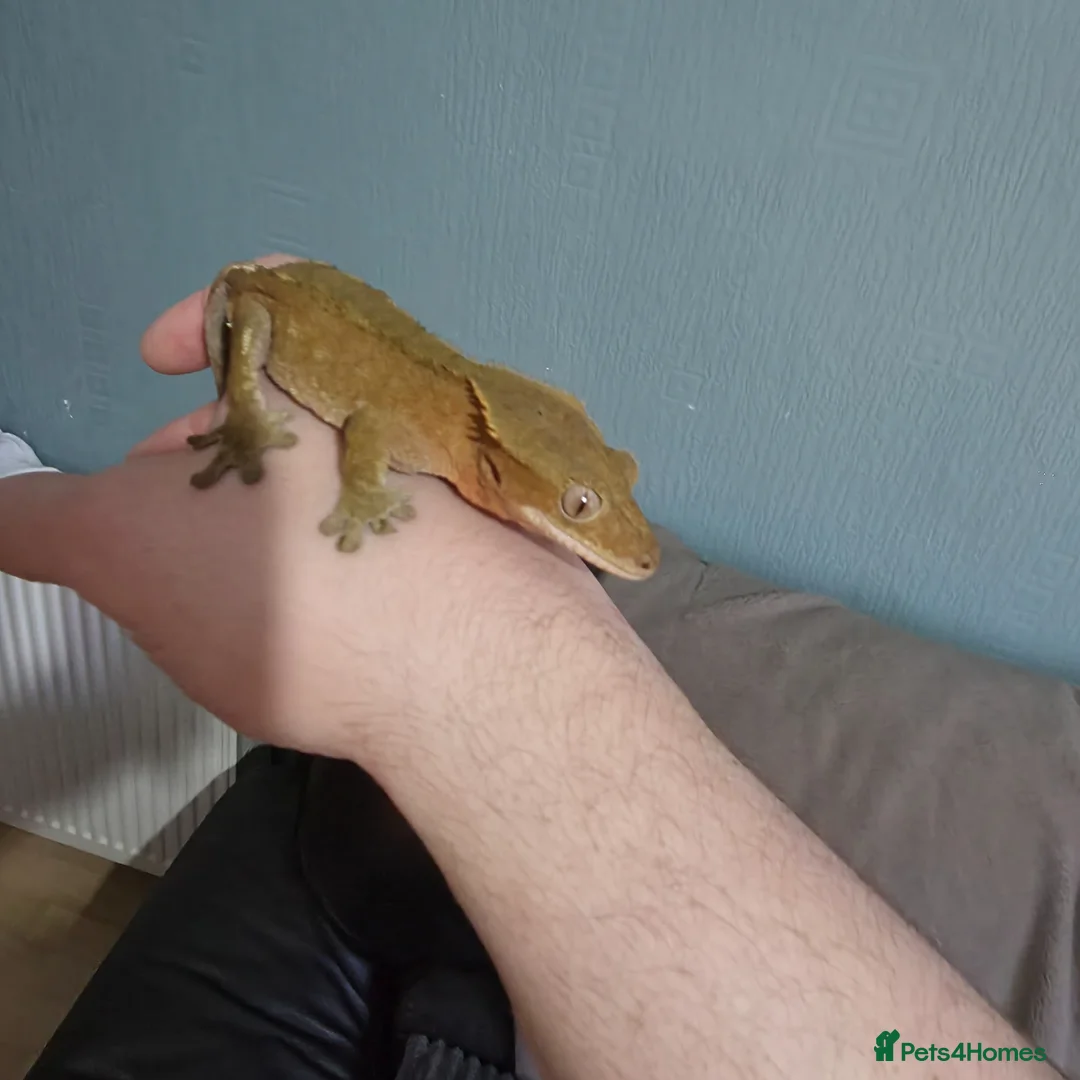 Gecko reptiles for sale: Free Crested Gecko Seeking Loving Forever Home - Advert 7