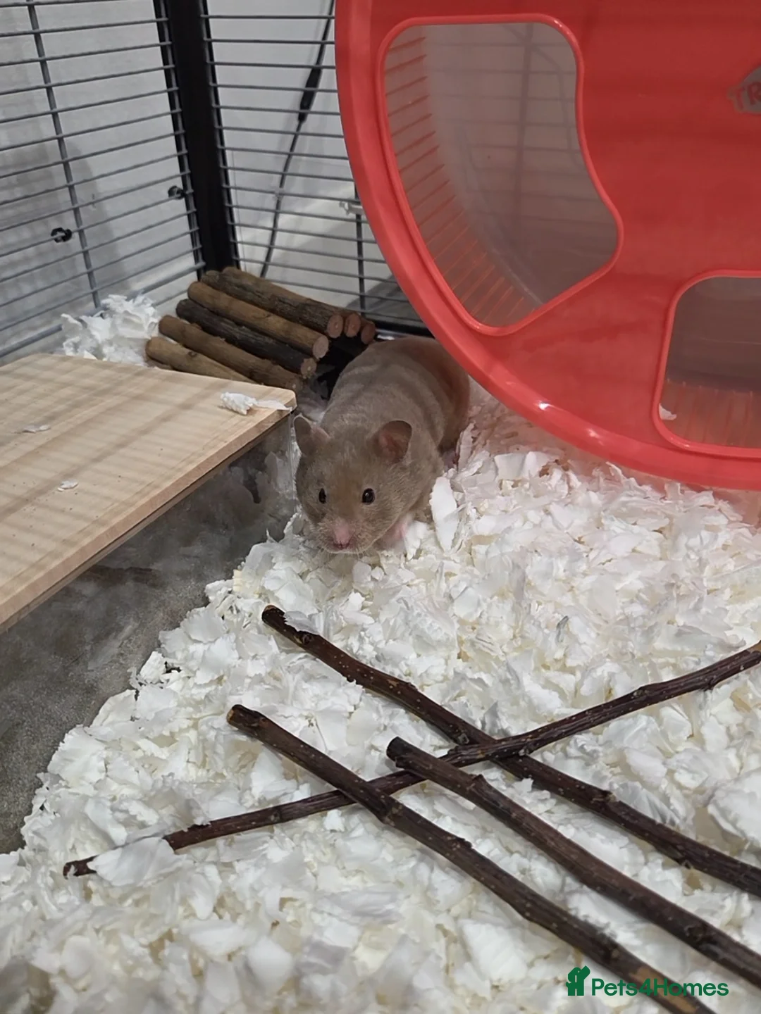 Hamster rodents for sale: Female syrian hamster and all supplies in Shoreham-by-Sea - Advert 1
