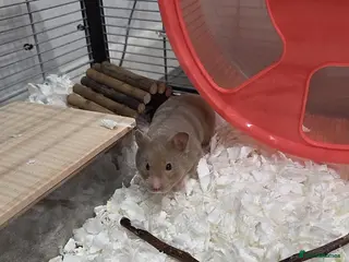 Hamster rodents Female syrian hamster and all supplies in Shoreham-by-Sea - Advert 18